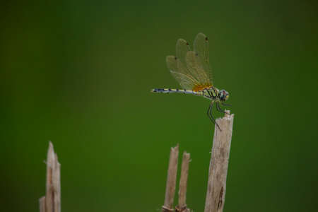 A grasshopper sits on a jute stick with a green background
