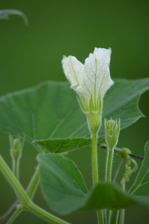 Green gourd leaves and flowersの写真素材