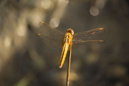 A vertical shot of a blue net-winged insect sitting on a leaf