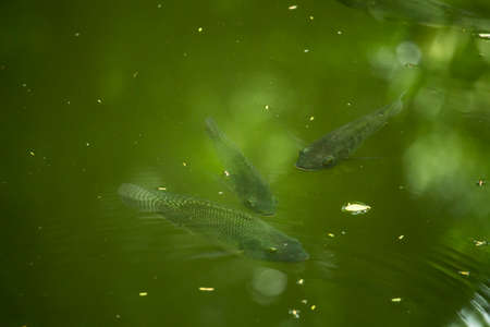 Green Tilapia fish swimming in a pondの写真素材