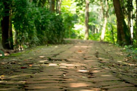 A wide road made of bricks in the middle of green nature.の写真素材