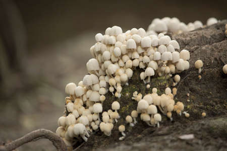 Some beautiful mushrooms on the ground.