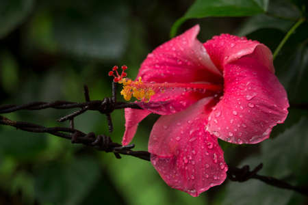 Portrait of red Jaba flower.の写真素材