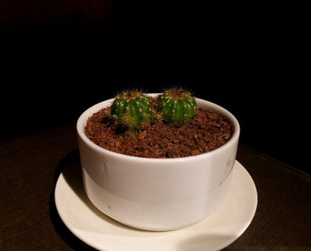 Portrait picture of a small dragon sapling on a black background.の写真素材