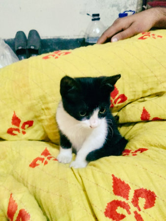 A black and white kitten with a white chest and paws sits on a yellow bedspread with a red flower design.の写真素材