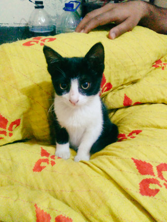 This is a cute image of a small black and white kitten sitting on a bed. The kitten is looking off to the side with a curious expression.の写真素材