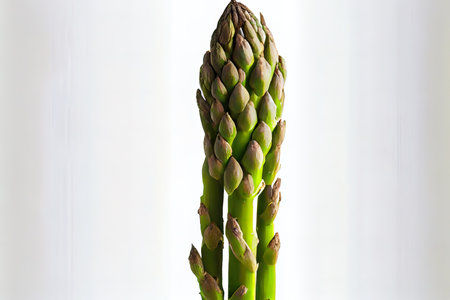 Fresh One natural Asparagus Ai generativeの素材