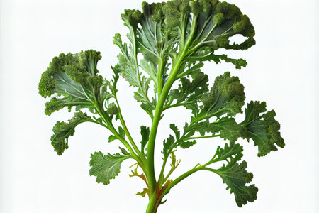 Sweet One natural Brussels Sprouts Ai generativeの素材