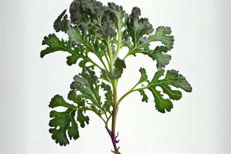 Sweet One natural Brussels Sprouts Ai generativeの素材
