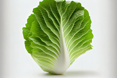 Fresh natural Chinese Cabbage Ai generativeの素材