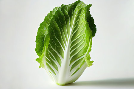 Fresh natural Chinese Cabbage Ai generativeの素材
