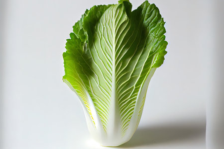 Fresh natural Chinese Cabbage Ai generativeの素材