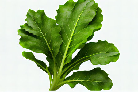 Nutritious One natural Arugula Lettuce Ai generativeの素材