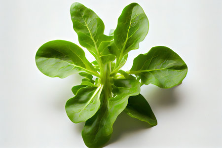 Delicious One natural Arugula Lettuce Ai generativeの素材