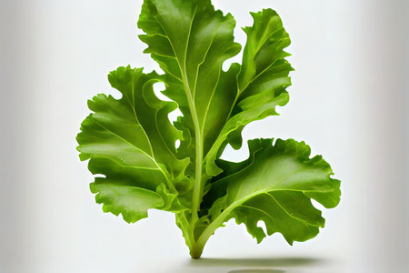 Nutritious One natural Arugula Lettuce Ai generativeの素材