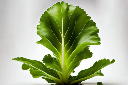 Delicious One natural Arugula Lettuce Ai generativeの素材