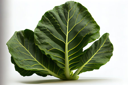 Special One natural Collard Greens Ai generativeの素材