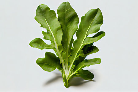 Nutritious One natural Arugula Lettuce Ai generativeの素材