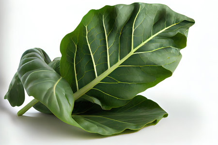 Special One natural Collard Greens Ai generativeの素材