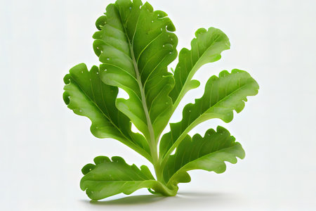 Nutritious One natural Arugula Lettuce Ai generativeの素材