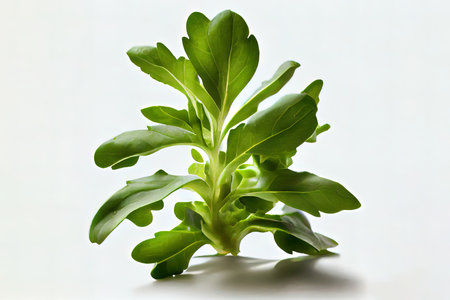Delicious One natural Arugula Lettuce Ai generativeの素材