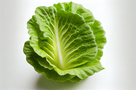 Nutritious One natural Butter Lettuce Ai generativeの素材