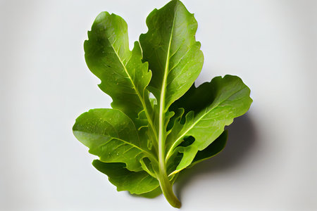 Nutritious One natural Arugula Lettuce Ai generativeの素材