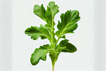 Delicious One natural Arugula Lettuce Ai generativeの素材