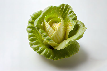 Beneficial One natural Butter Lettuce Ai generativeの素材
