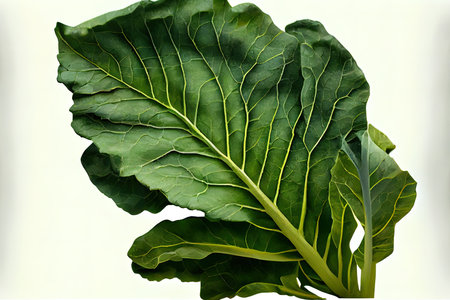 Fresh One natural Collard Greens Ai generativeの素材