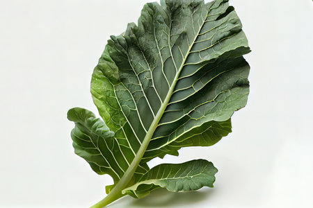 Fresh One natural Collard Greens Ai generativeの素材