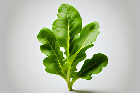 Delicious One natural Arugula Lettuce Ai generativeの素材