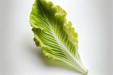 Delicious One natural Endive Lettuce Ai generativeの素材