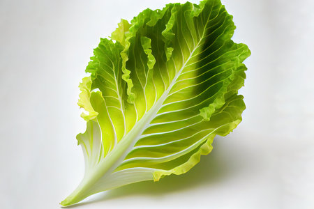 Delicious One natural Endive Lettuce Ai generativeの素材