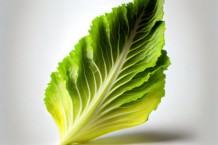 Delicious One natural Endive Lettuce Ai generativeの素材