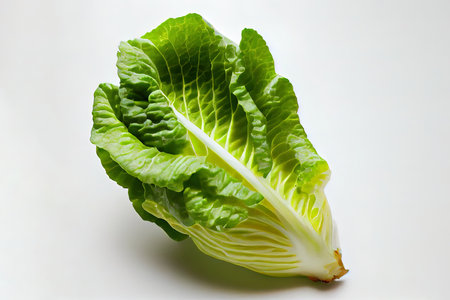 Nutritious One natural Romaine Lettuce Ai generativeの素材