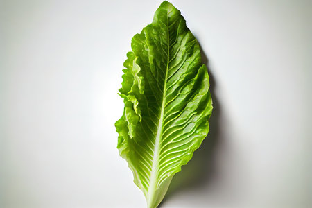 Nutritious One natural Romaine Lettuce Ai generativeの素材