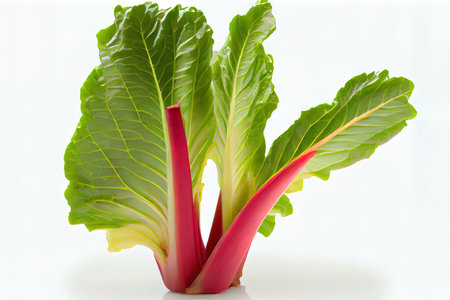 single rhubarb leaf and stem isolated on white background Ai generativeの素材