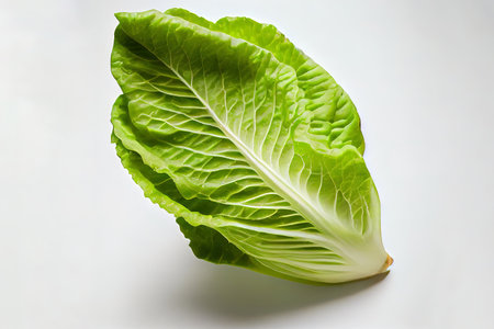 Beneficial One natural Romaine Lettuce Ai generativeの素材