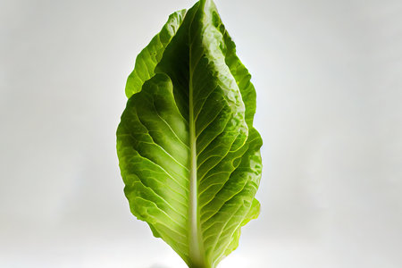Beneficial One natural Romaine Lettuce Ai generativeの素材