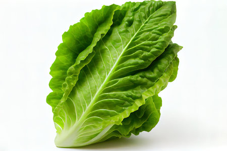 Nutritious One natural Romaine Lettuce Ai generativeの素材