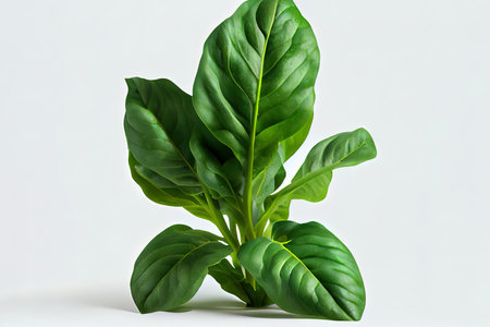 Single Spinach leaf isolated on white background Ai generativeの素材