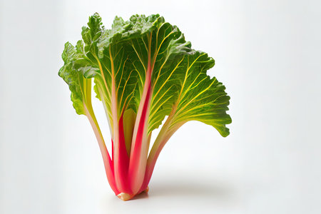 Fresh One natural Rhubarb Ai generativeの素材