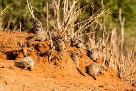 A family of Mongooses の写真素材