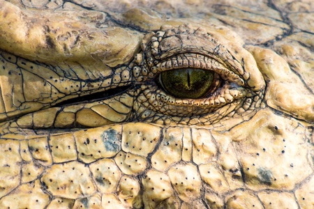 Beady eye of a crocodile の写真素材