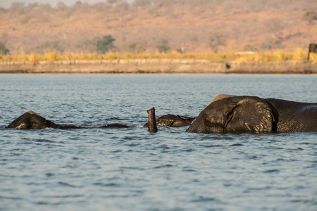 A herd of Elephants cross the Zambezi 