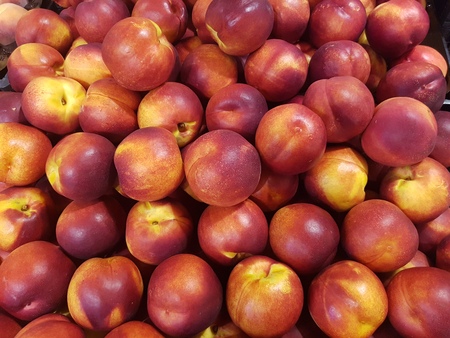 nectarineの写真素材
