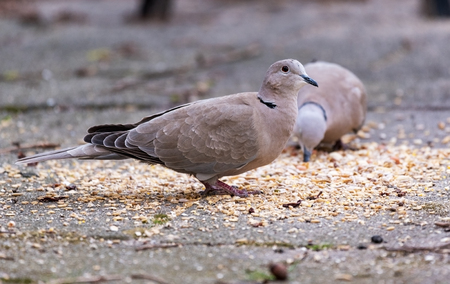 Streptopelia decaocto collared dove