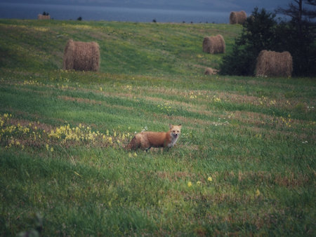 Sly fox in a field