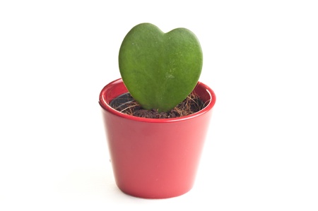 One heart shaped needleless cactus in red pot isolated over whiteの写真素材